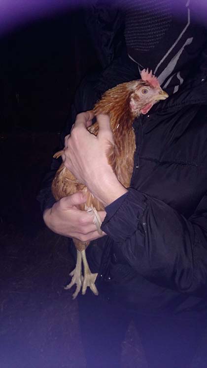 Image shows a chicken held in the arms of someone