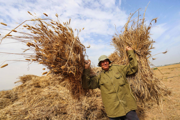 A Palestinian farmer harvests wheat at a field adjacent to the boundary with Israel, Khan Younis, southern Gaza Strip, 20 May. Ashraf Amra APA images