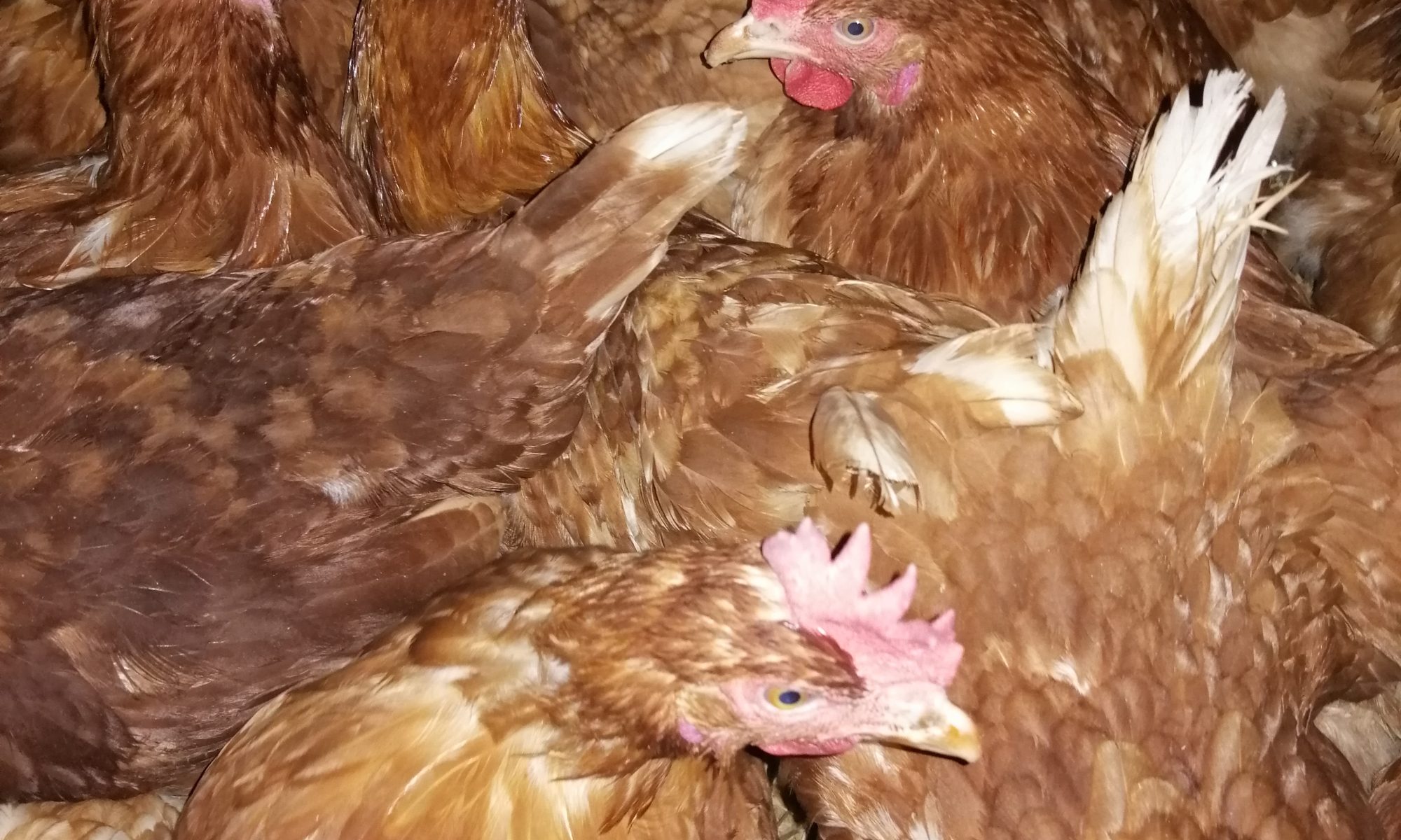 Image shows a group of hens closely together