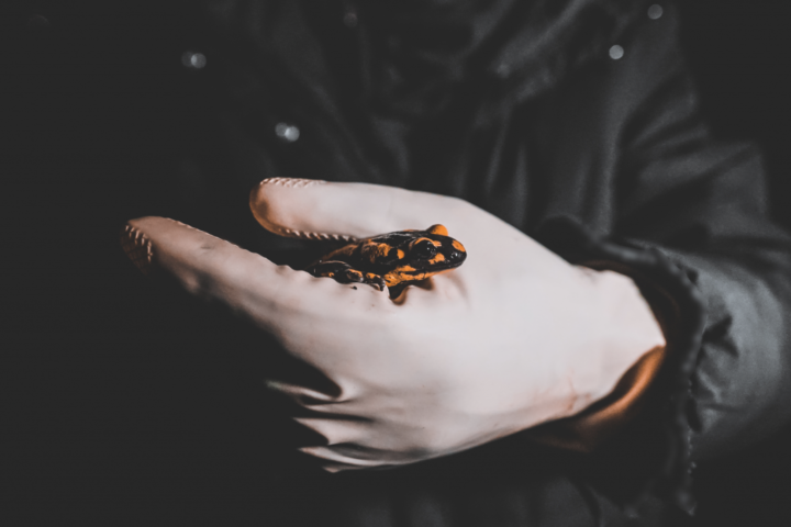 Image shows a hand holding a salamander