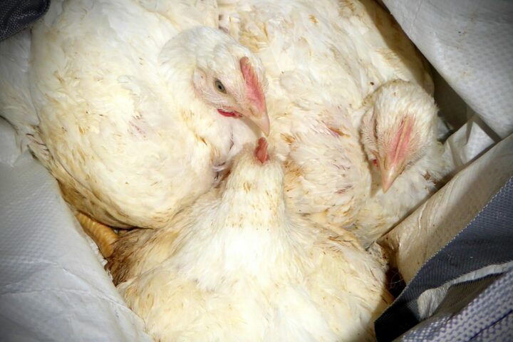 Image shows a huddle of chickens